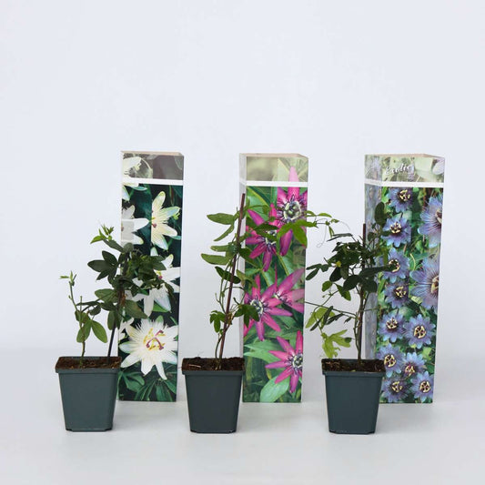 Passiflora - 3er-Mix - Passionsblume