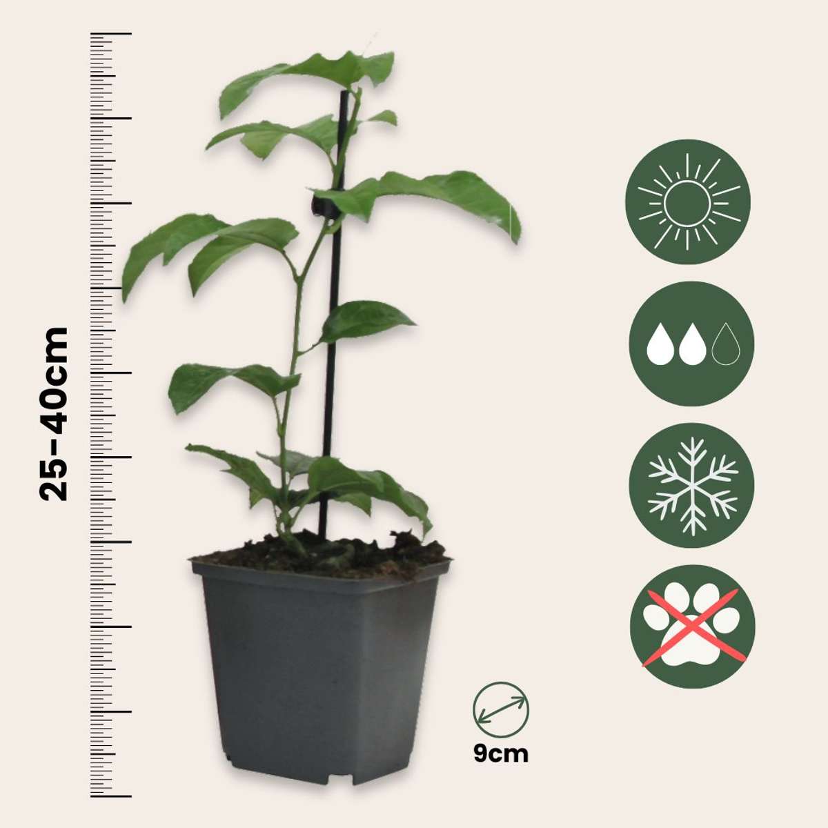 Passiflora - 3er-Mix - Passionsblume