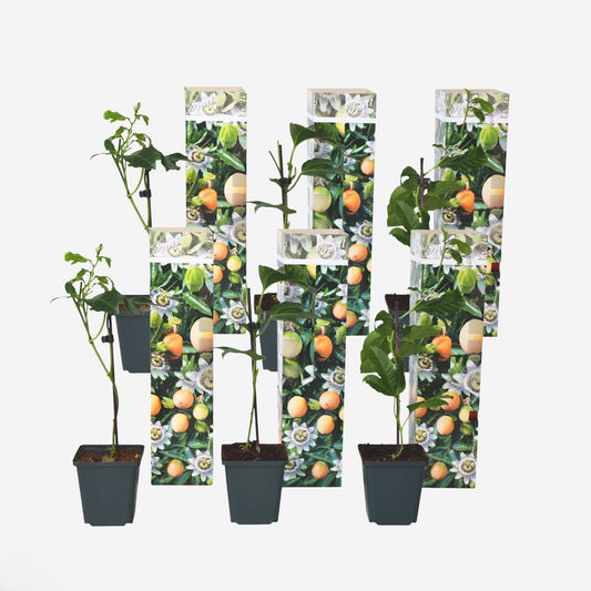 Passiflora Edulis klimplant - Set van 6 - Passiebloem