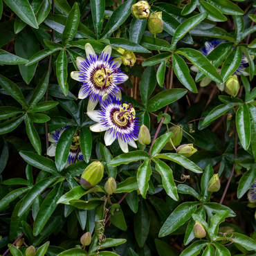 Passiflora Edulis klimplant - Set van 6 - Passiebloem
