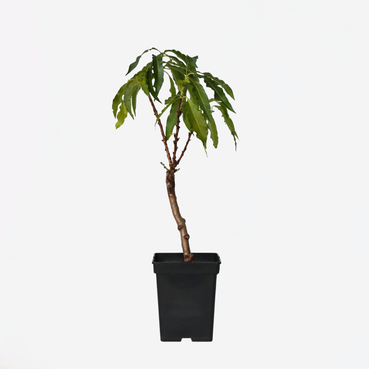 Prunus persica 'Bonanza' - Zwergpfirsichbaum