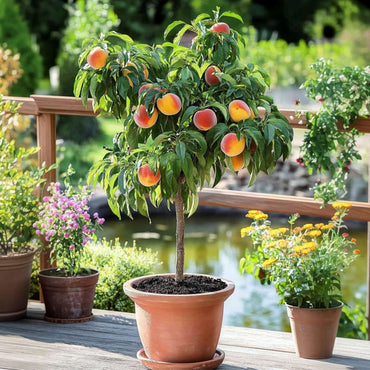Prunus persica 'Bonanza' - Set van 2 - Dwergperzikboom