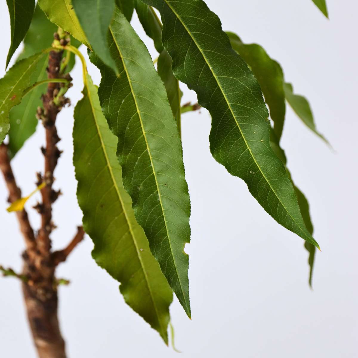 Prunus persica 'Bonanza' - Set van 2 - Dwergperzikboom