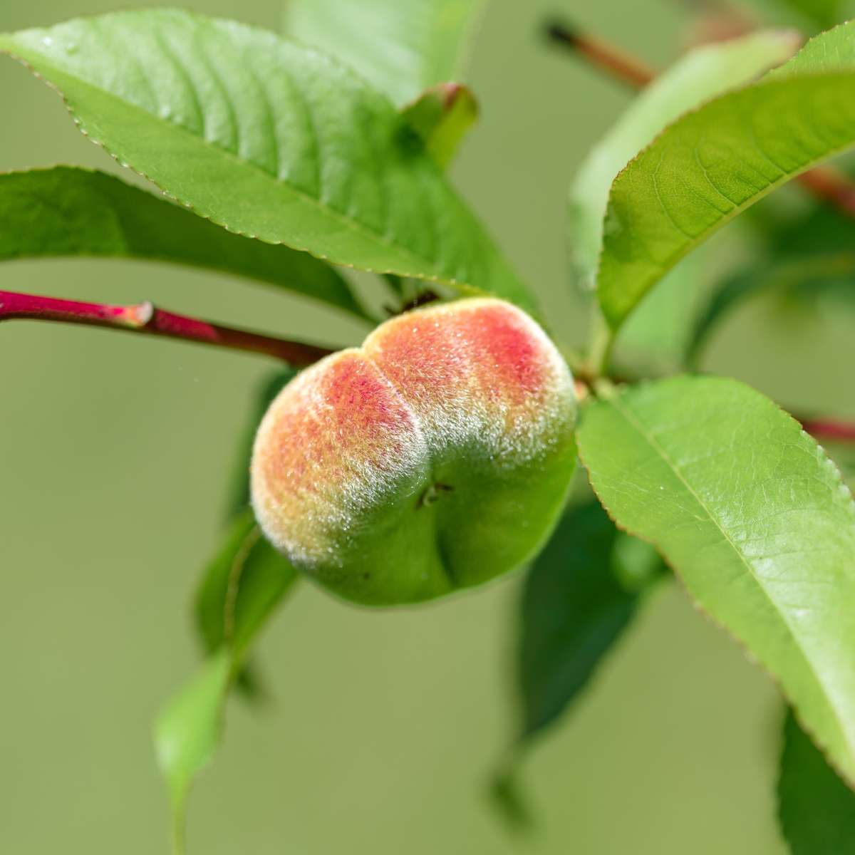 Prunus persica 'Bonanza' - Set van 2 - Dwergperzikboom