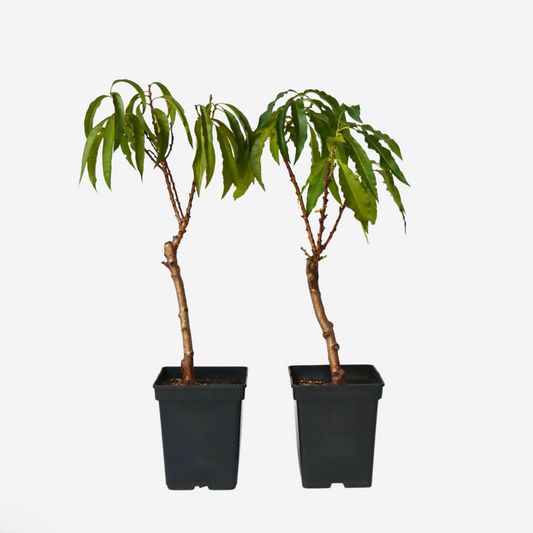 Prunus persica 'Bonanza' - Set van 2 - Dwergperzikboom