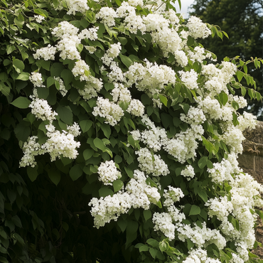 Hydrangea 'Petiolaris’ - Set van 6 - Klimhortensia