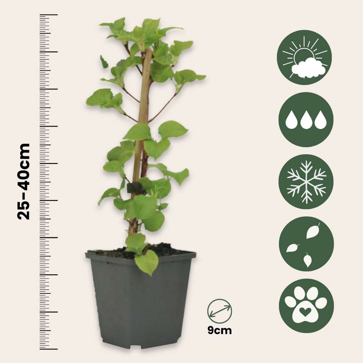 Hydrangea 'Petiolaris’ - Set van 6 - Klimhortensia