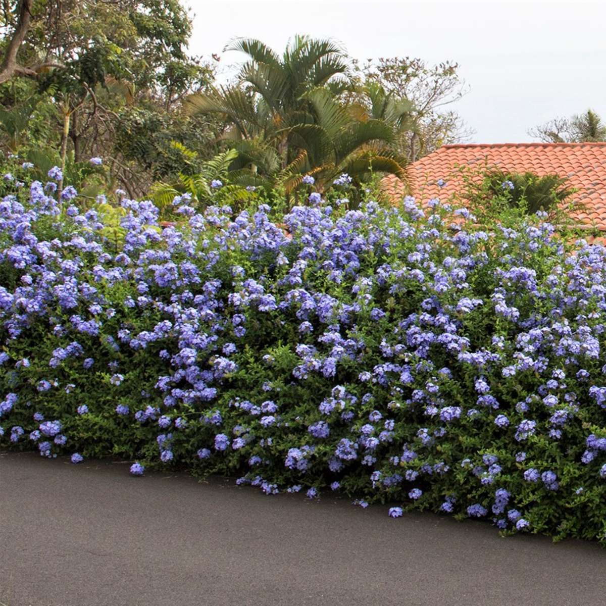 Plumbago auriculata 'Mannentrouw' - Set van 6