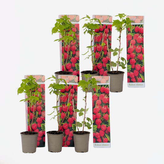 Frambozenplant - Set van 6 - Frambozenstruik