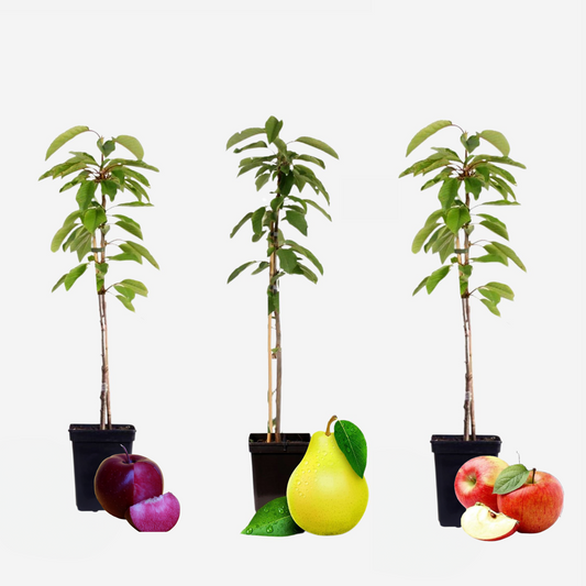 Fruitbomen - Mix van 6 - appel, peer