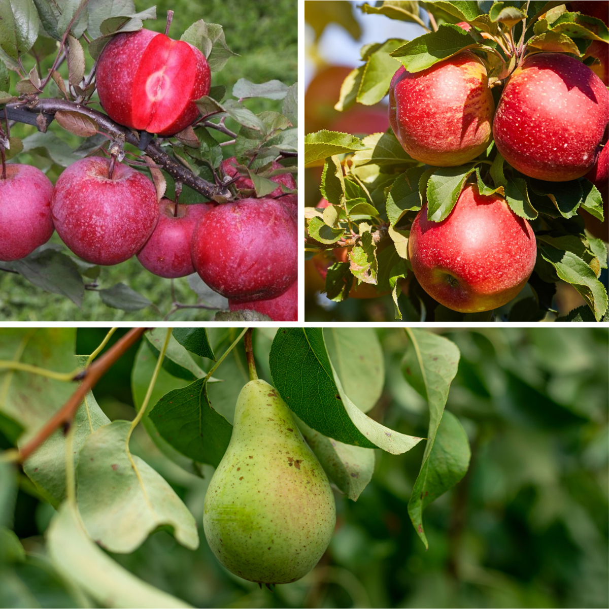 Fruitbomen - Mix van 6 - appel, peer