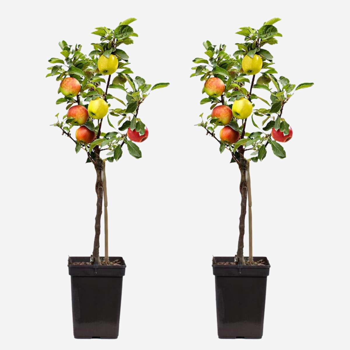 Apfelbaum 'Trio' - 2er-Set - Malus
