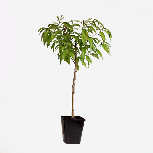Prunus Persica 'Saturne' - Perzikboom