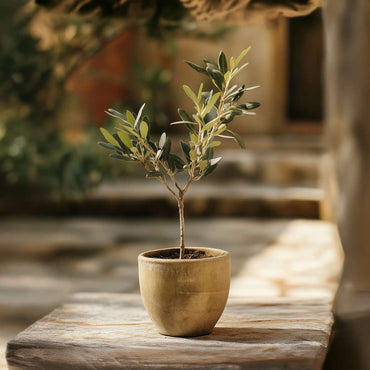 Olea Europaea - 2 Stück - Olivenbüsche