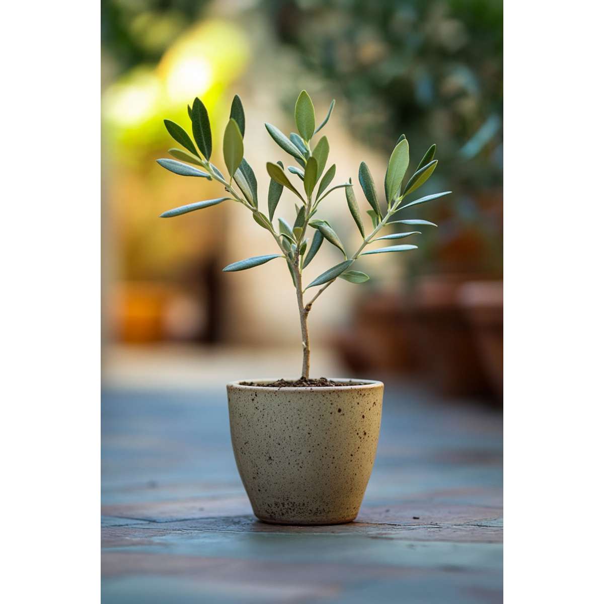 Olea Europaea - 2 Stück - Olivenbüsche