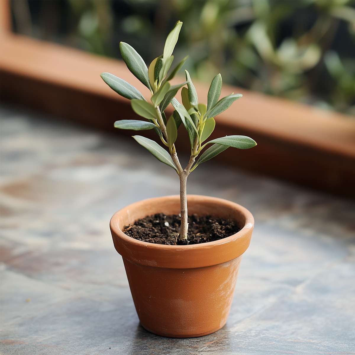Olea Europaea - 2 Stück - Olivenbüsche