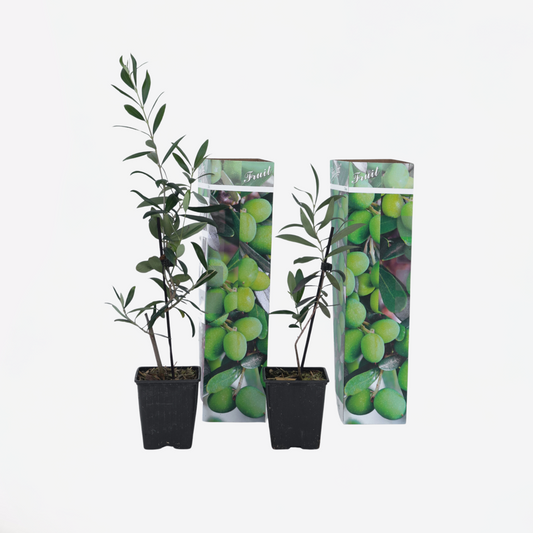 Olea Europaea - 2 Stück - Olivenbüsche