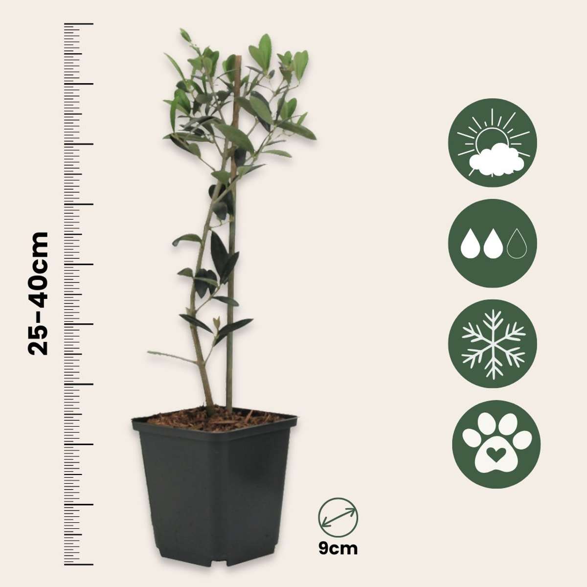Olea Europaea - 2 Stück - Olivenbüsche