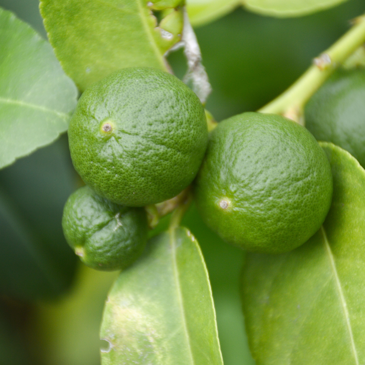 Citrus aurantifolia - 3er-Set - Lindenbaum