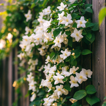 Jasminoides Officinale - 3er-Set - Weiß - Jasmin
