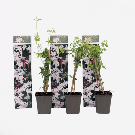 Jasminoides Officinale - 3er-Set - Weiß - Jasmin