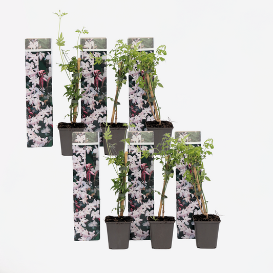 Jasminoides Officinale - Set van 6 - Wit - Jasmijn