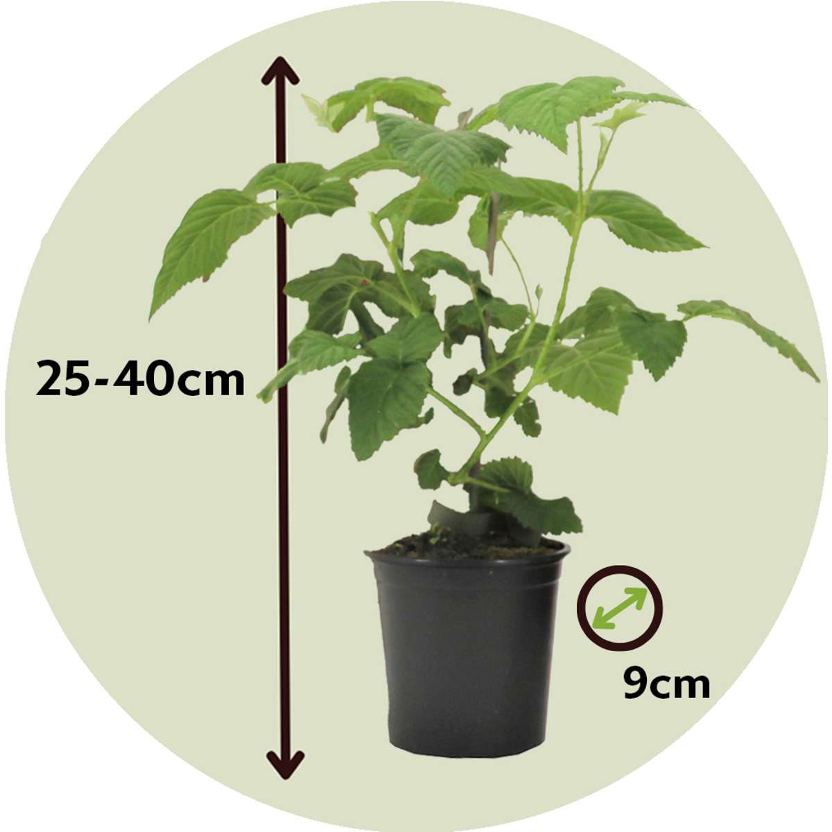 Rubus 'Tayberry' - Set van 3 - Braamboos