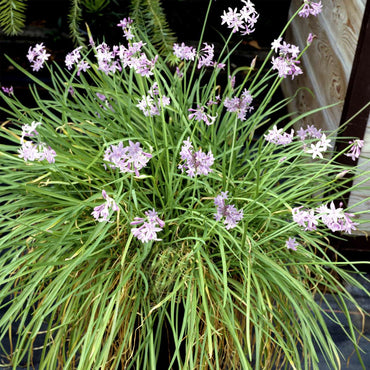 Tulbaghia 'Knobikraut' - Bärlauch - 3er Set