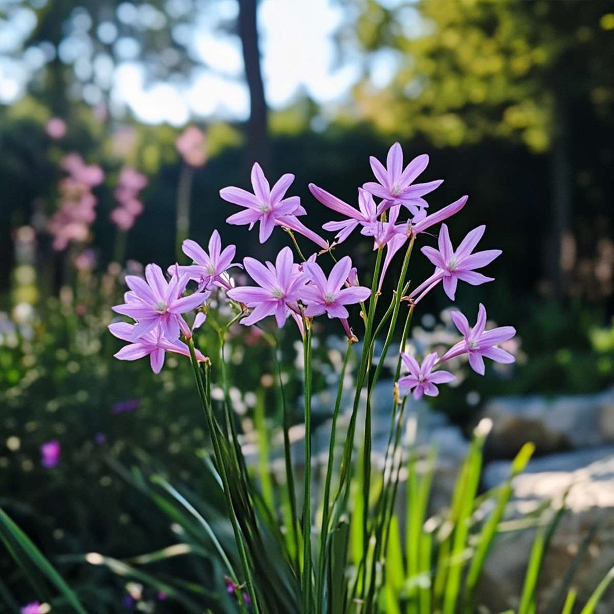 Tulbaghia 'Knobikraut' - Bärlauch - 3er Set