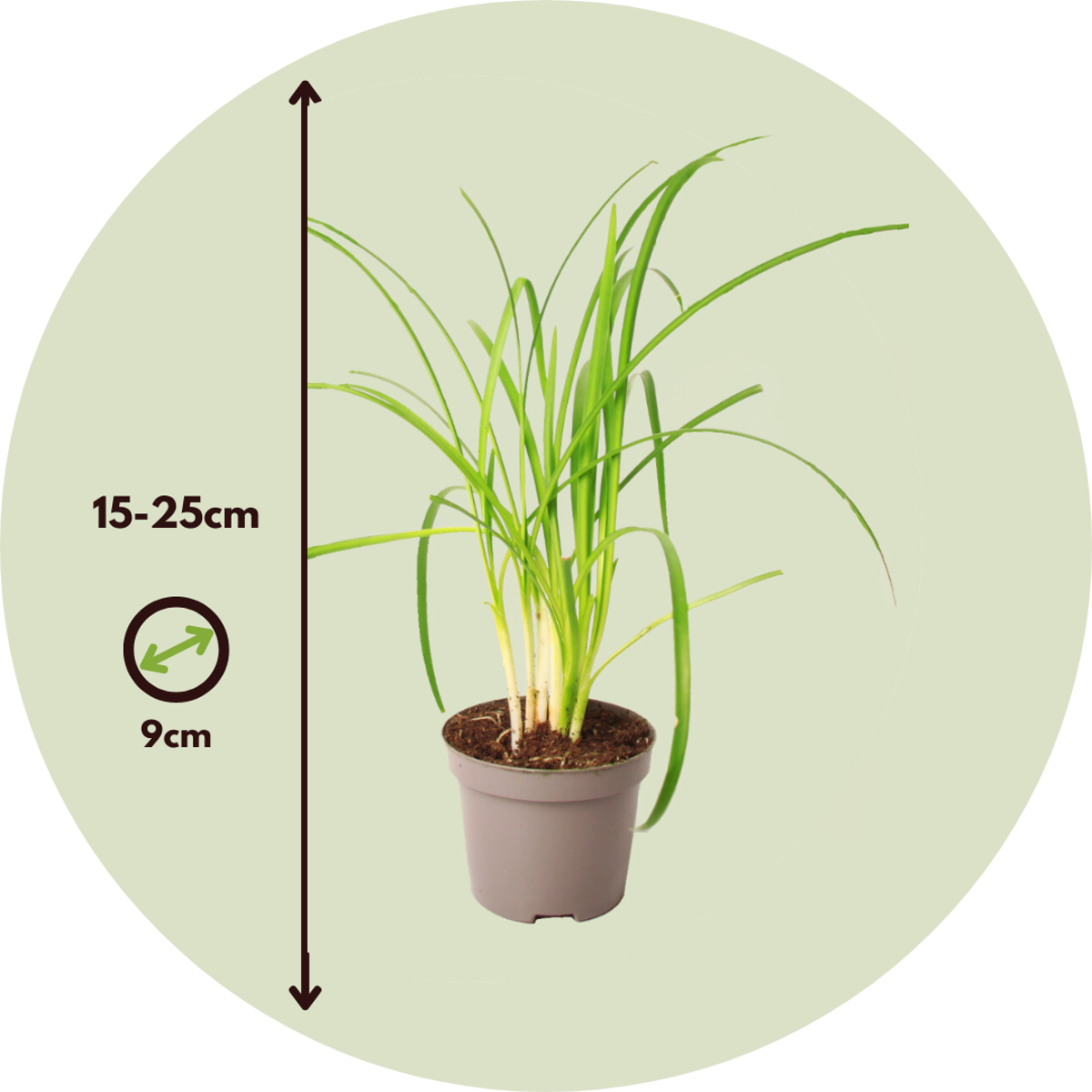 Tulbaghia 'Knobikraut' - Bärlauch - 6er Set