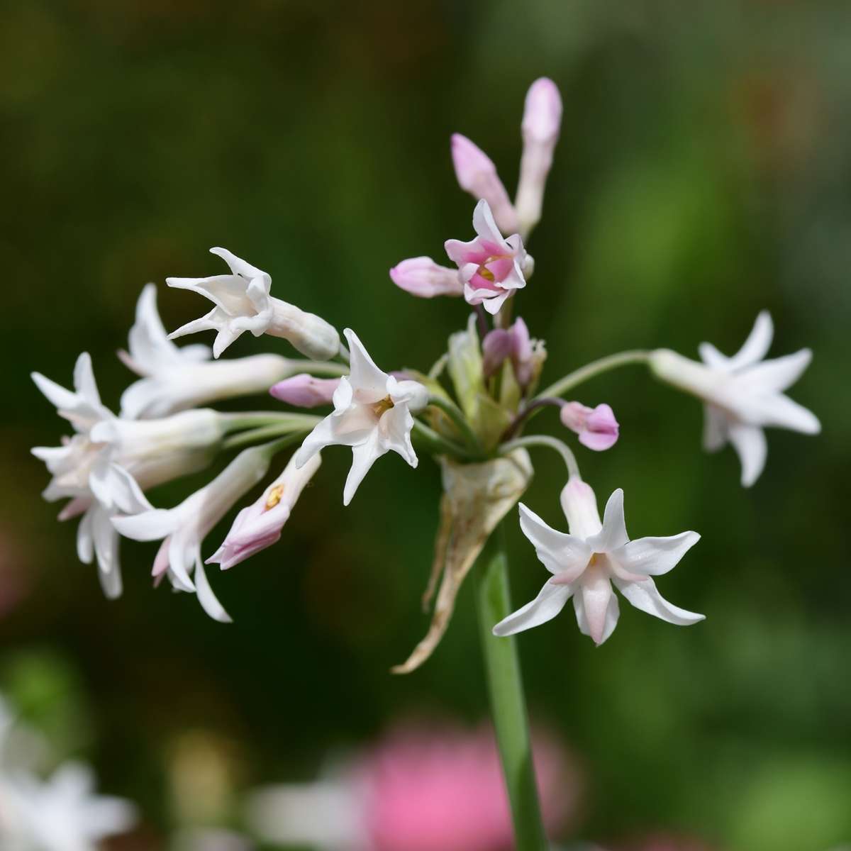 Tulbaghia 'Knobikraut' - Bärlauch - 6er Set