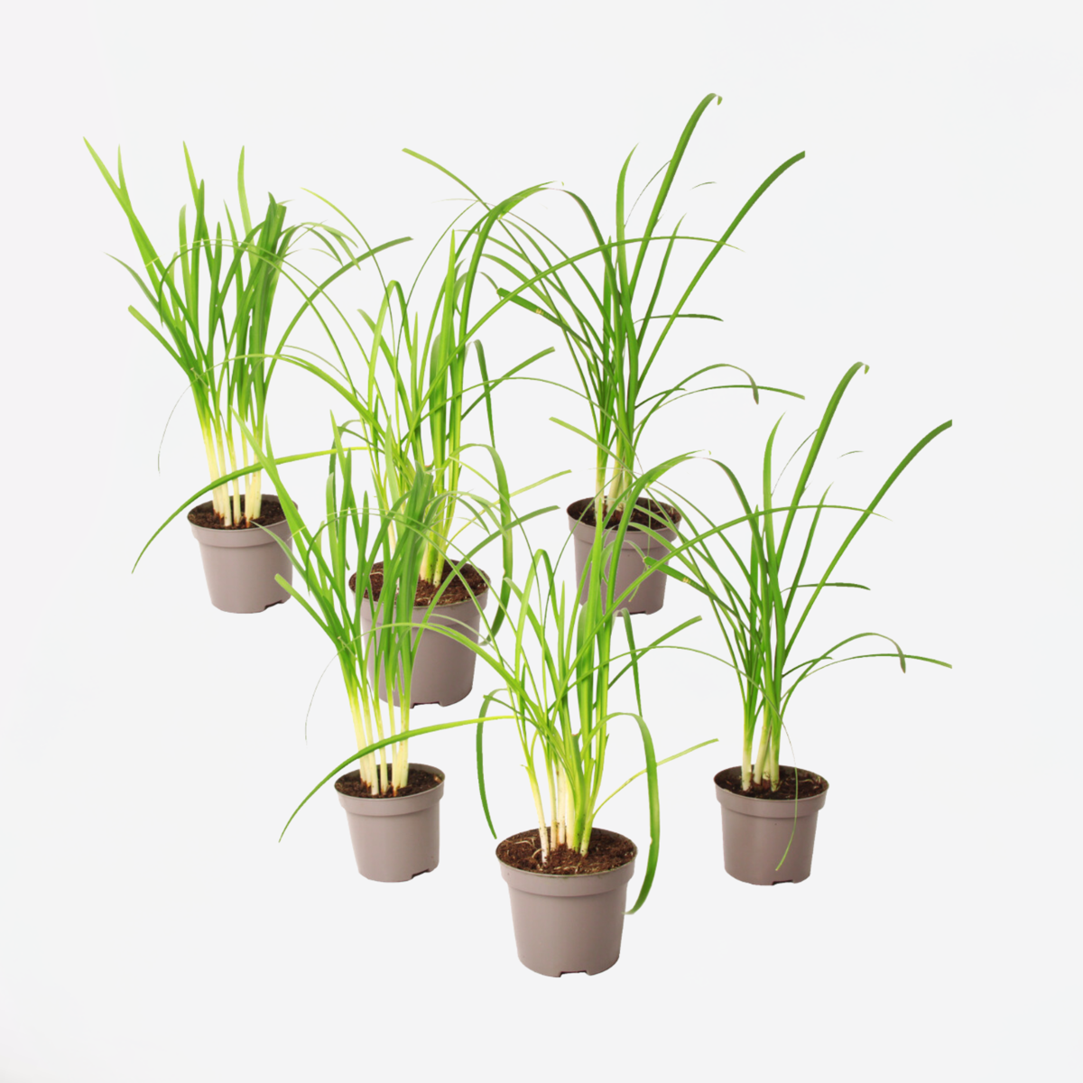 Tulbaghia 'Knobikraut' - Bärlauch - 6er Set