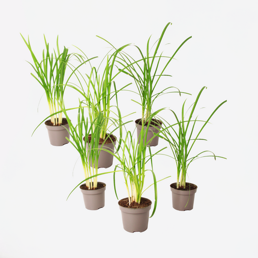 Tulbaghia 'Knobikraut' - Bärlauch - 6er Set