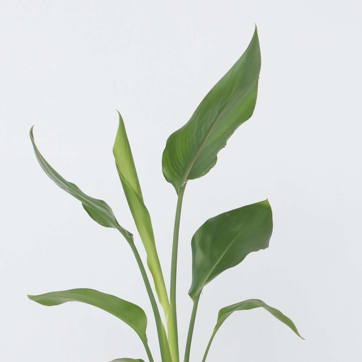 Strelitzia Reginea – Paradiesvogelblume