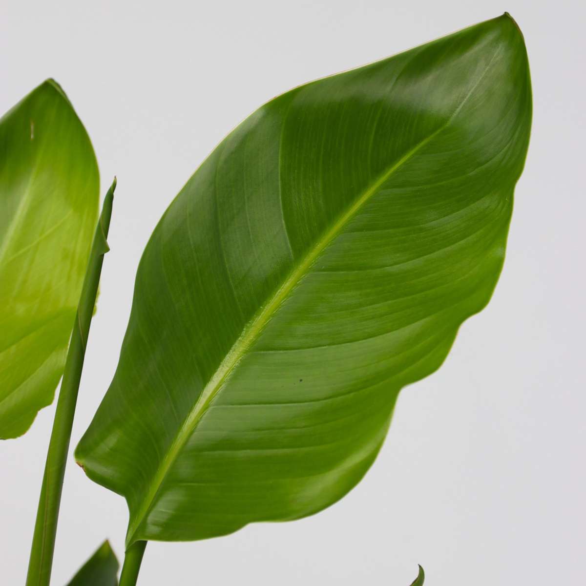 Strelitzia Reginea – Paradiesvogelblume