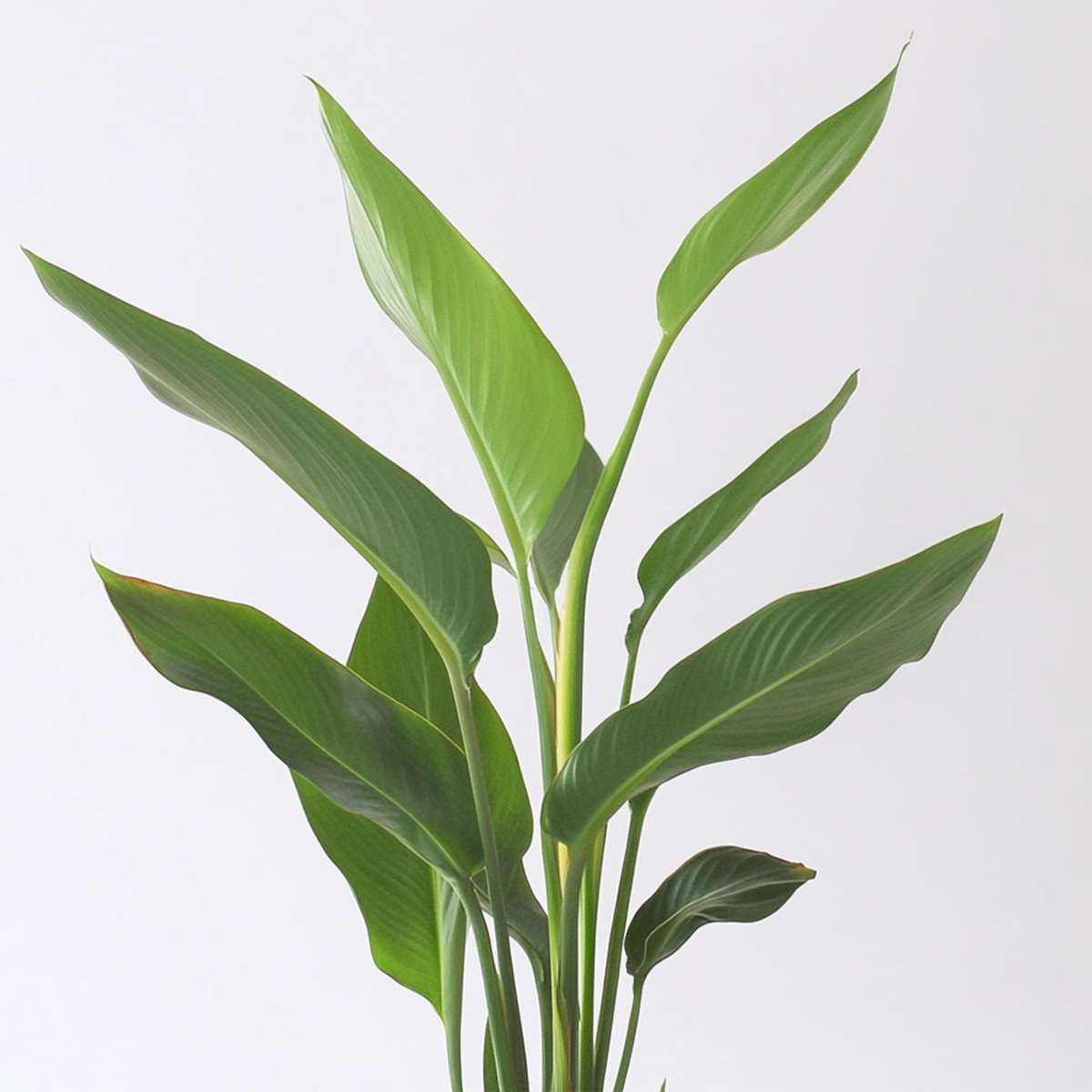 Strelitzia Reginea – Paradiesvogelblume