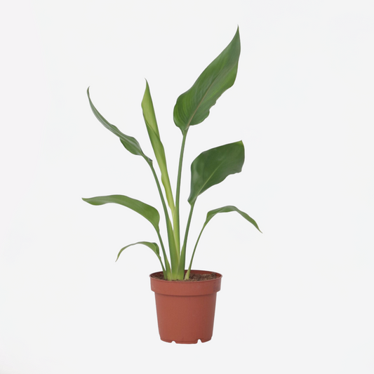 Strelitzia Reginea – Paradiesvogelblume