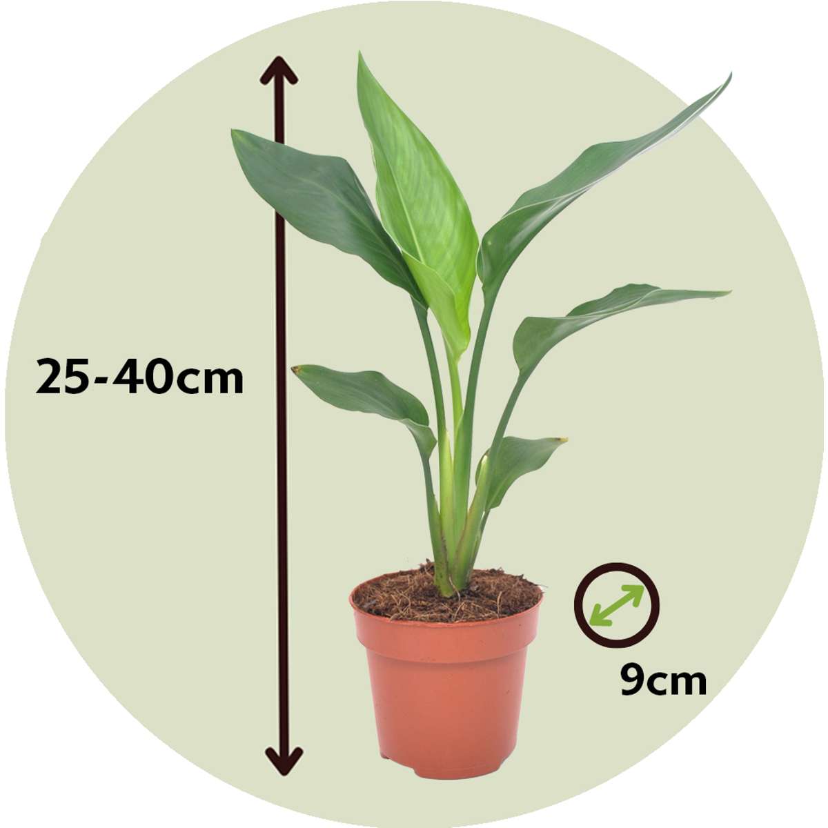 Strelitzia Reginea – Paradiesvogelblume