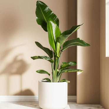 Strelitzia Reginea - 6er-Set - Paradiesvogelblume