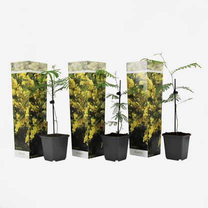 Acacia dealbata Mimosa - 3er-Set