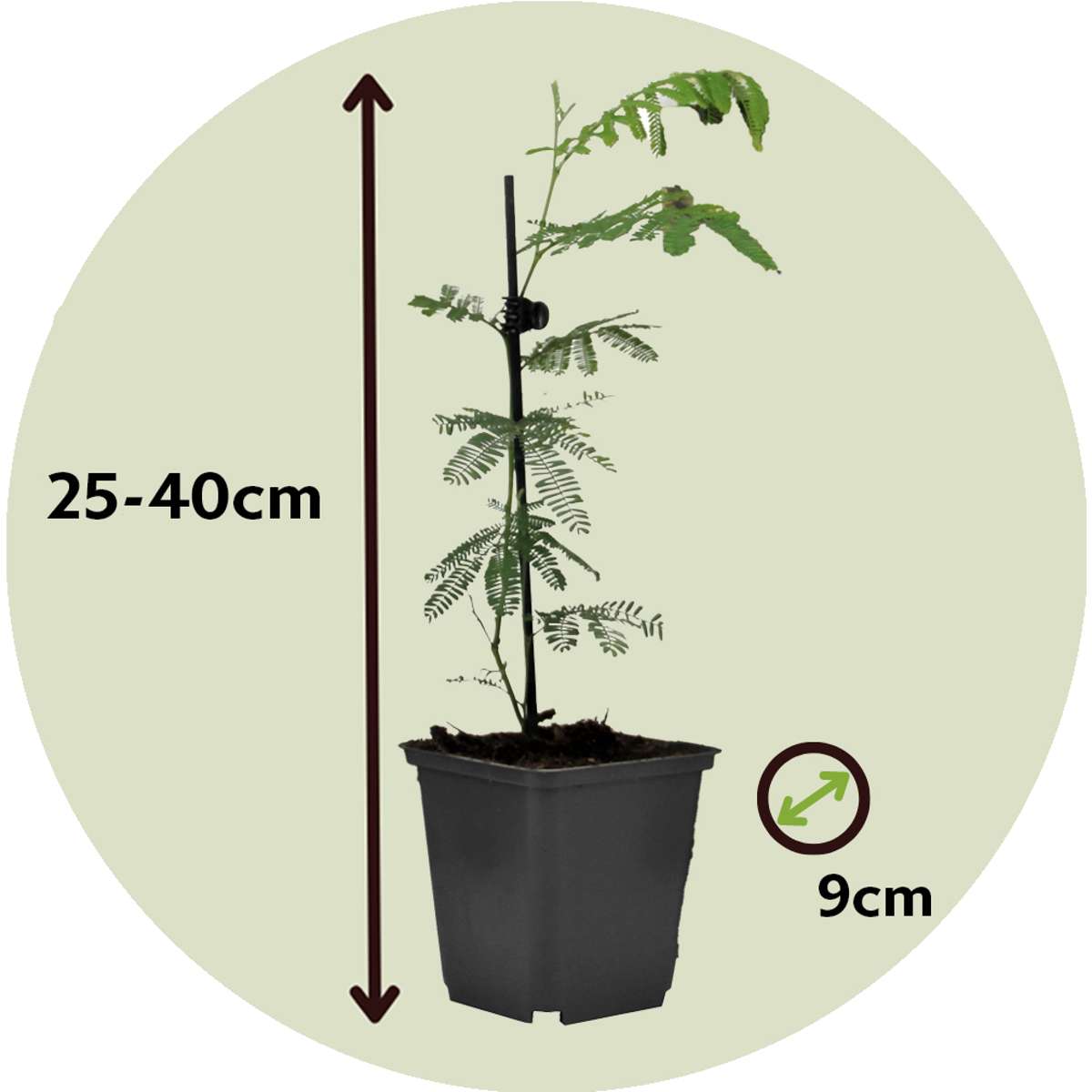 Acacia dealbata Mimosa - 3er-Set