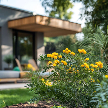 Acacia dealbata Mimosa - 6er-Set