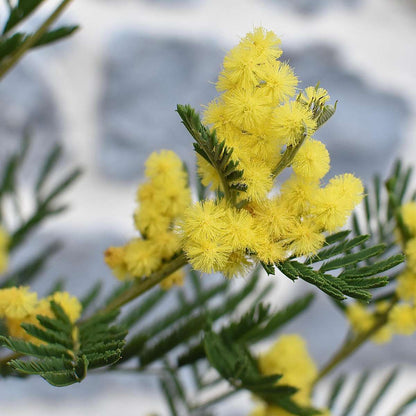 Acacia dealbata Mimosa - 6er-Set