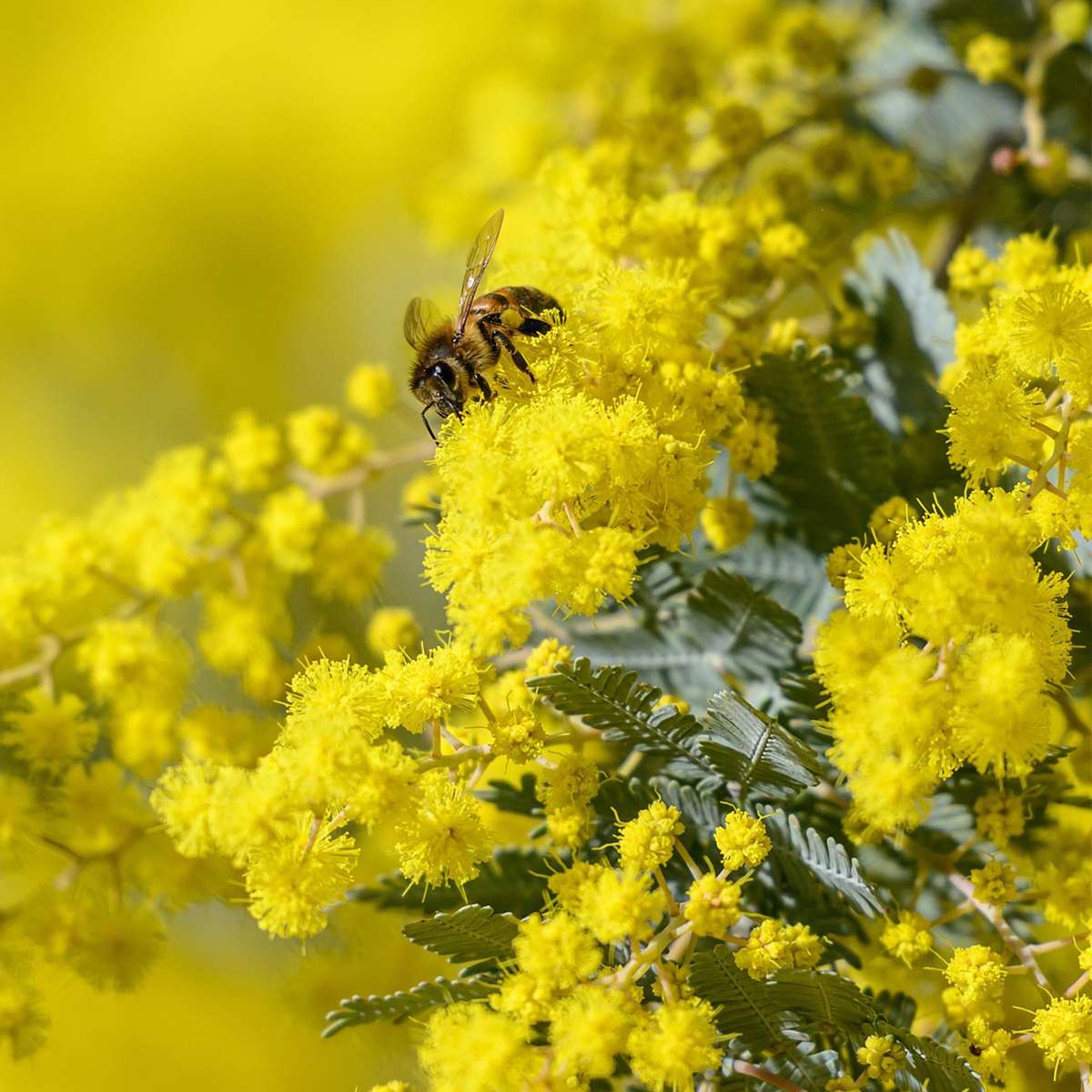 Acacia dealbata Mimosa - 6er-Set