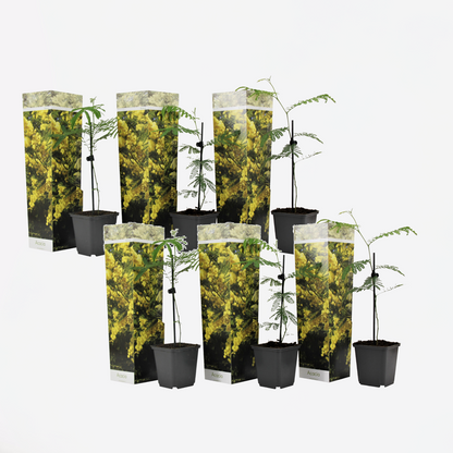 Acacia dealbata Mimosa - 6er-Set