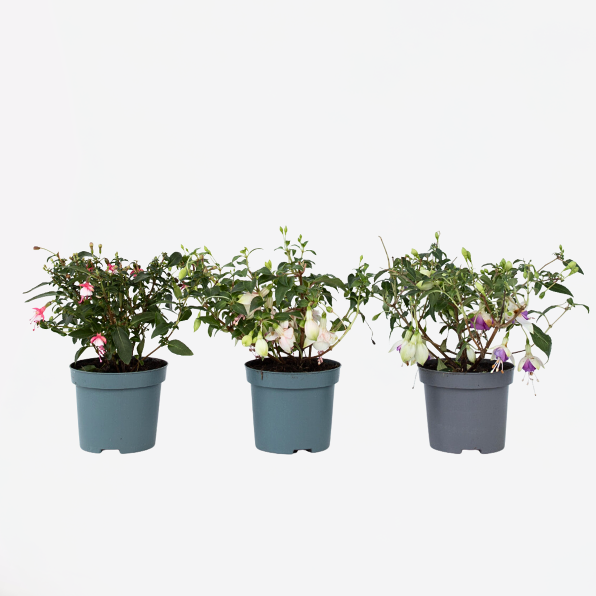Fuchsie - 3er-Mix - Sarah, Lady Thumb, Ricartonnii