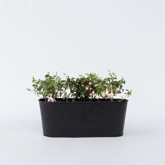 Fuchsie - 3er-Mix - Sarah, Lady Thumb, Ricartonnii