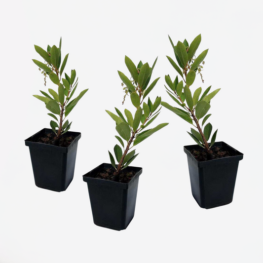 Arbutus Unedo - 3er-Set - Erdbeerbaum