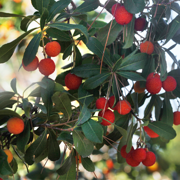 Arbutus Unedo - 3er-Set - Erdbeerbaum