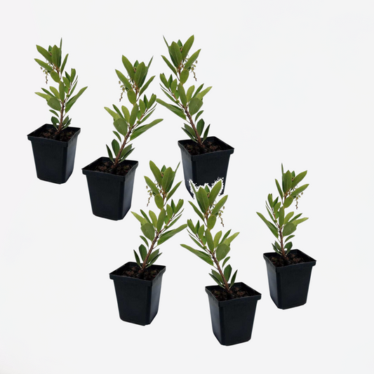Arbutus Unedo - 6er-Set - Erdbeerbaum